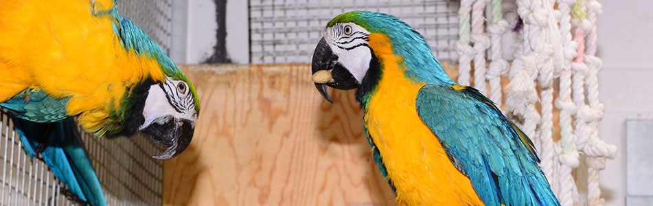 parrots